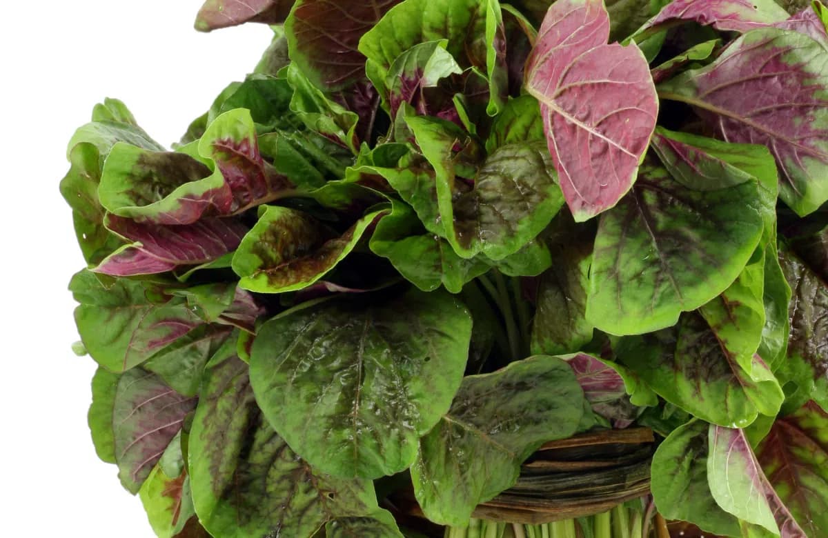 Bringing Food Production Back to Cities image 2