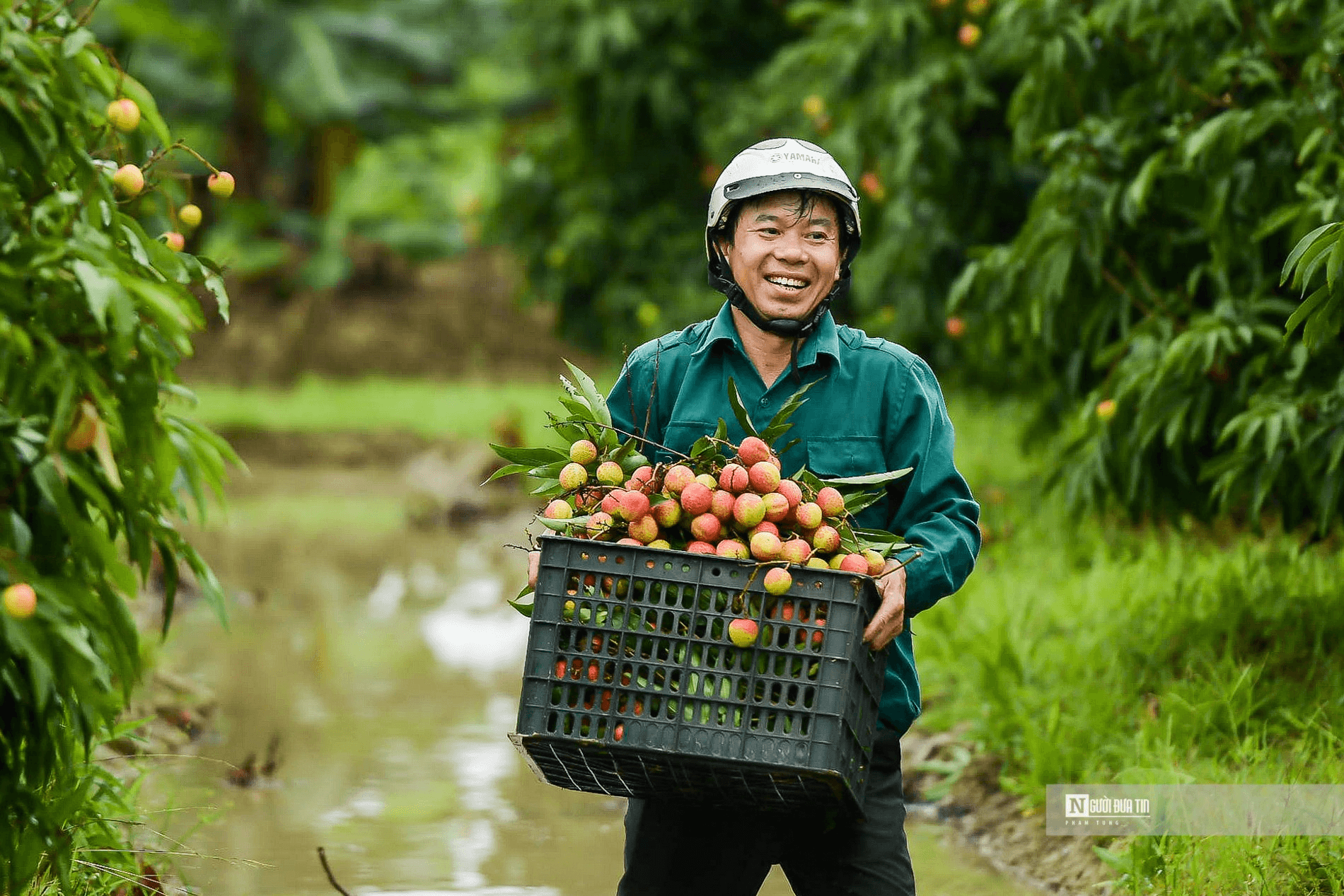 Thanh Ha Lychee Garden 1