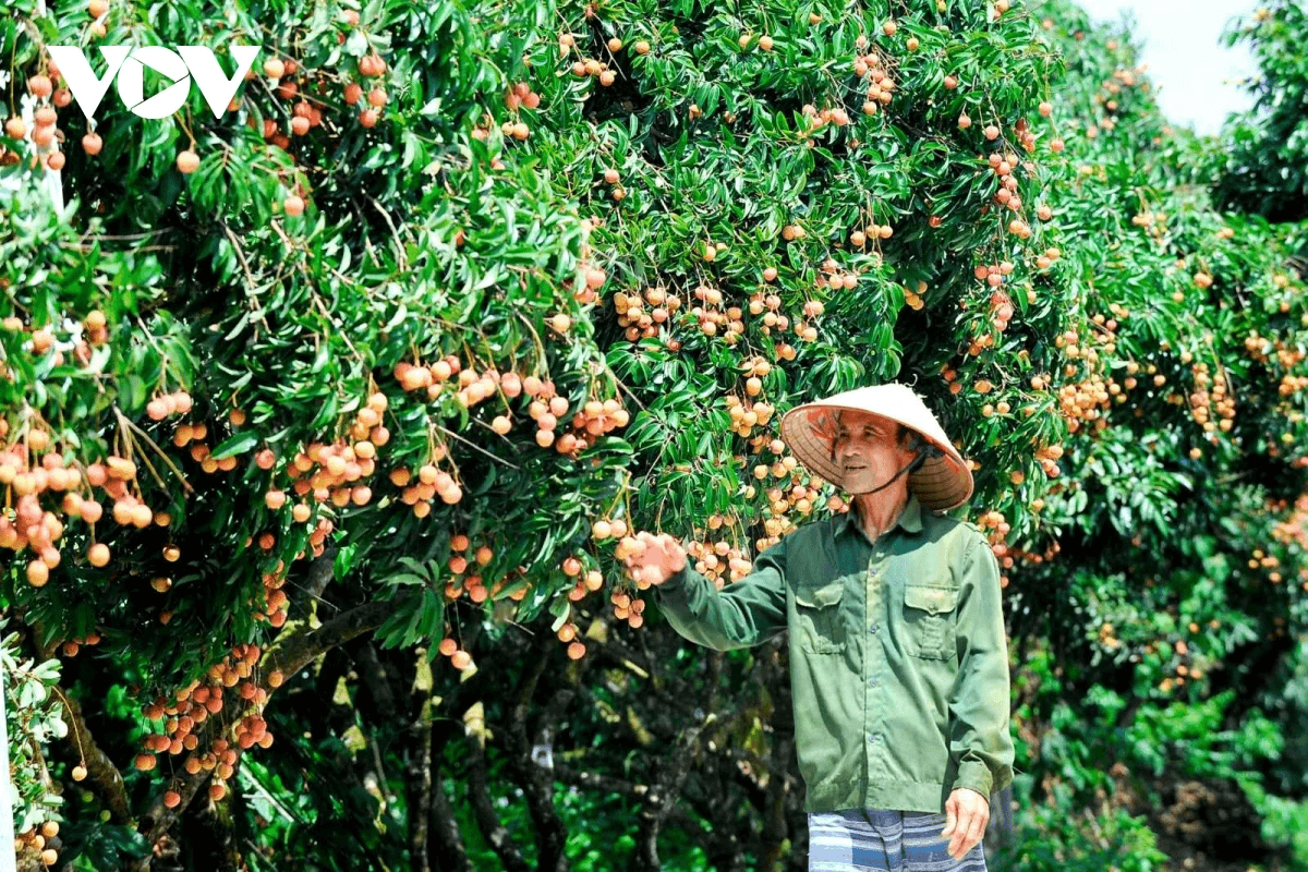 Thanh Ha Lychee Garden 2