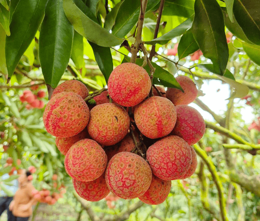 Thanh Ha Lychee