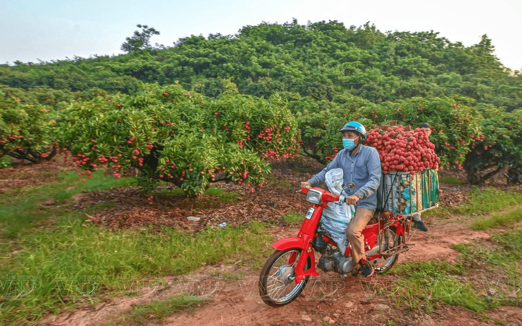 Lychee farming